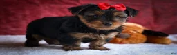 Yorkshire Terrier dogs for sale: DOC - Ad 9