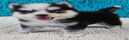 Pomsky dogs for sale: Porter  - Ad 3