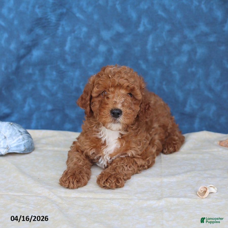 Goldendoodle dogs Bingo - Ad 1
