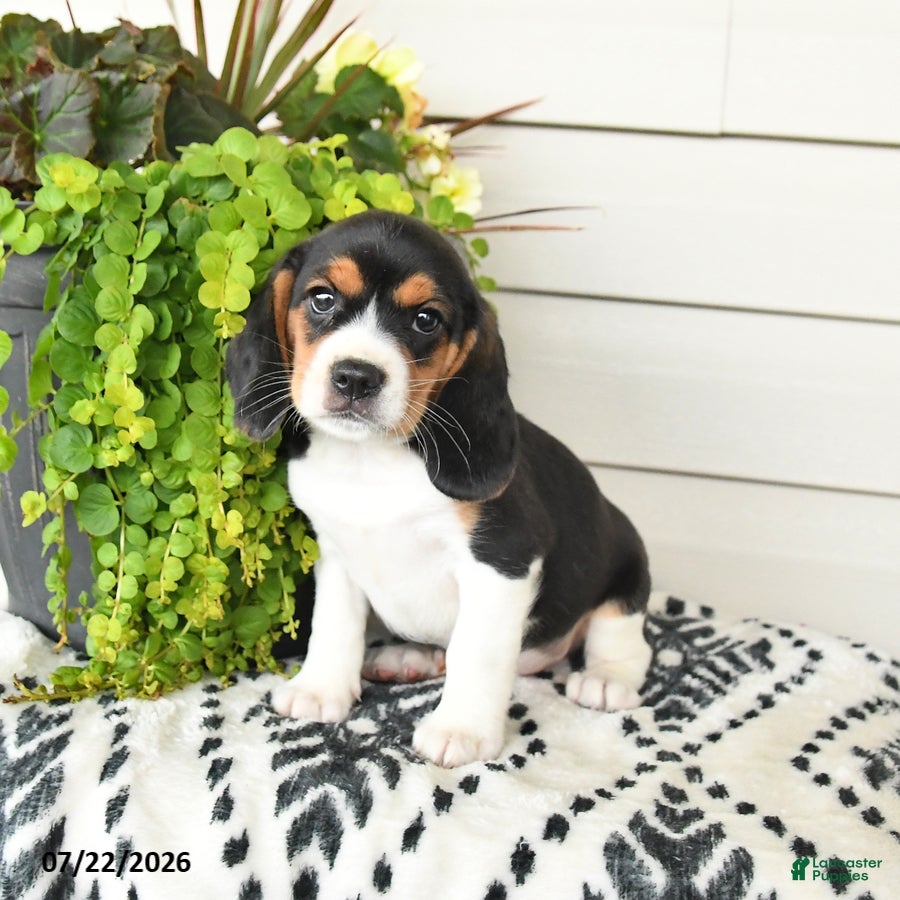 Beaglier dogs Molly - Ad 2