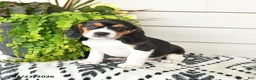Beaglier dogs for sale: Molly - Ad 2