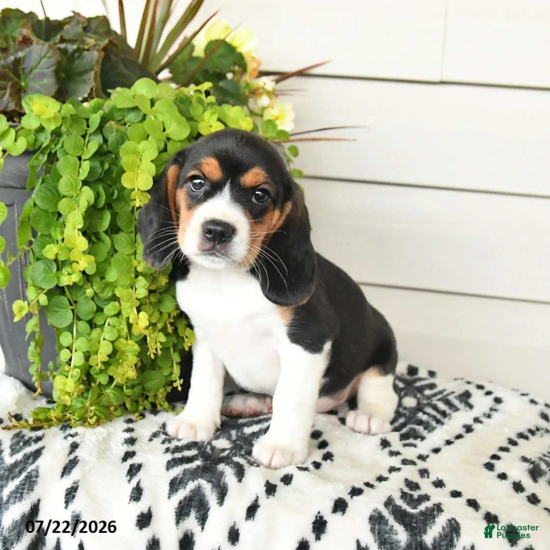 Beaglier dogs for sale: Molly - Ad 2