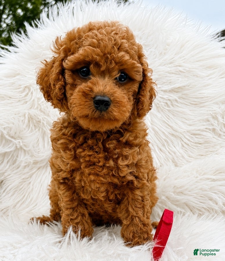 Mini Goldendoodle dogs Bruno red collar - Ad 2