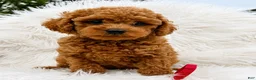 Mini Goldendoodle dogs for sale: Bruno red collar - Ad 2