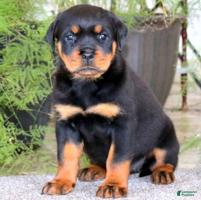 Rottweiler dogs BetztLou - Ad 1