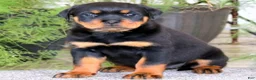 Rottweiler dogs for sale: BetztLou - Ad 1