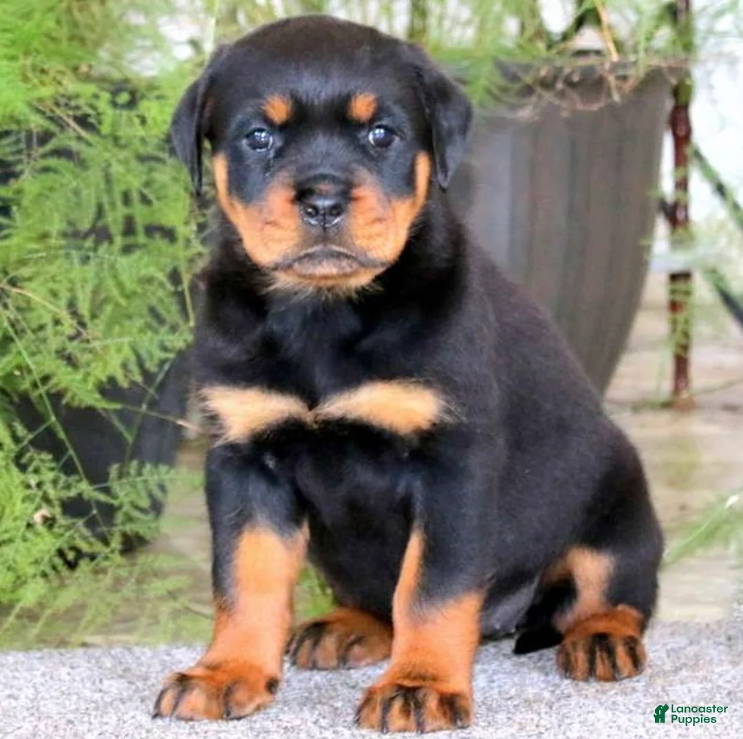 Rottweiler dogs for sale: BetztLou - Ad 1