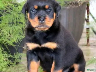 Rottweiler dogs for sale: BetztLou - Ad 3
