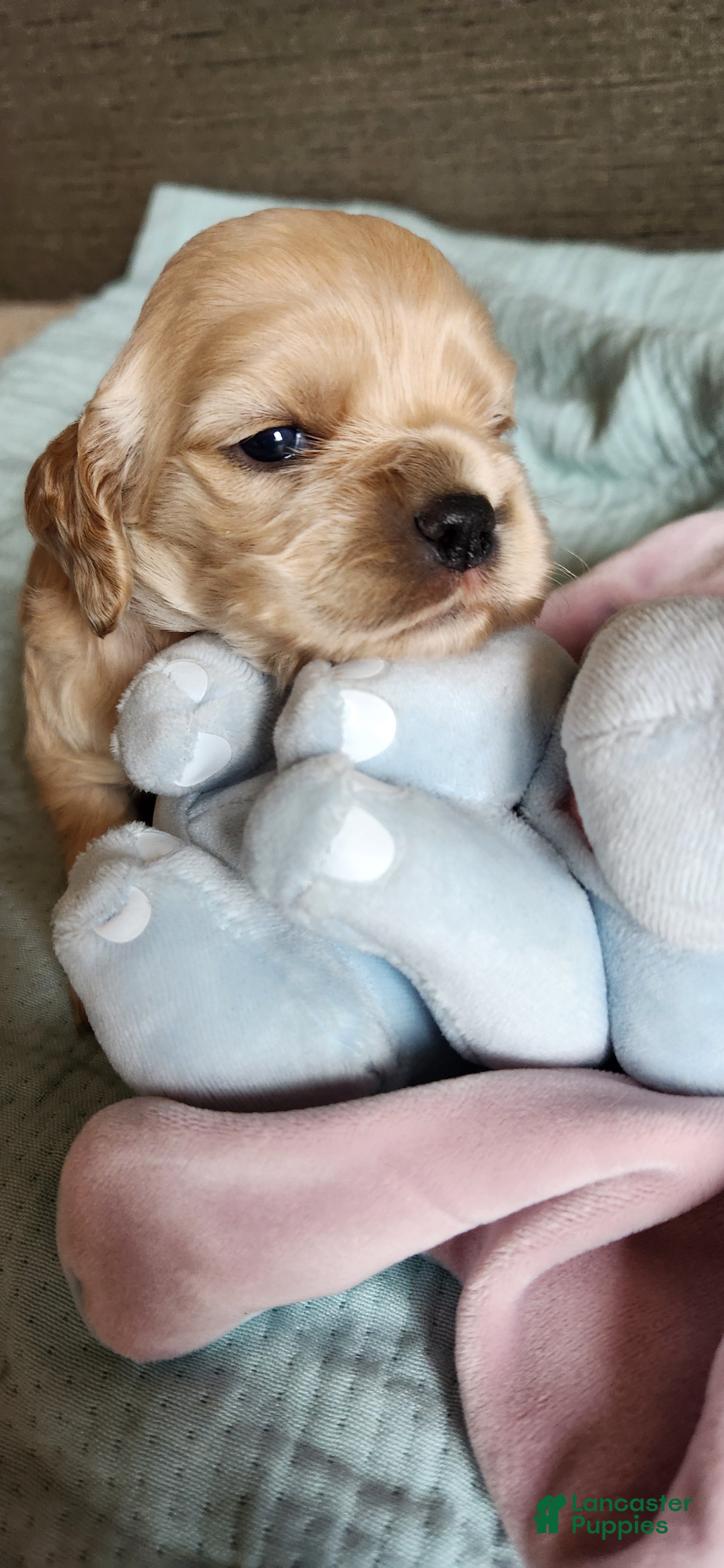Cocker Spaniel dogs Cocker Spaniel 6 - Ad 2
