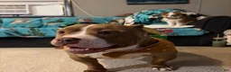 American Bully dogs for sale: A’terra - Ad 10