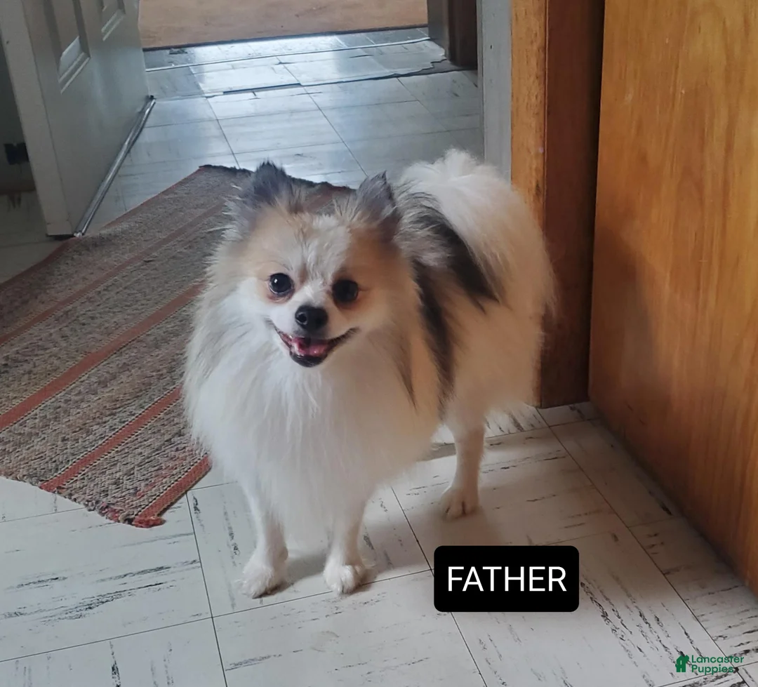 Pomeranian dogs for sale: Ginger - Ad 6