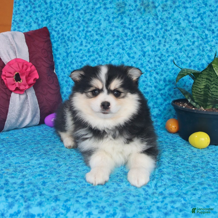 Pomsky dogs Bolt - Ad 1