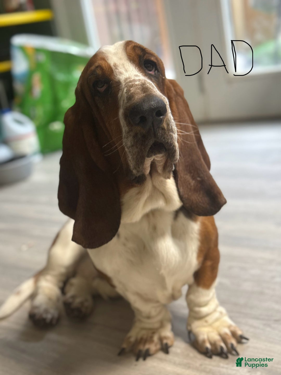 Female Basset Basset Hound Weeks Old Honey Basset Hound Litter Of