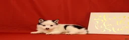 Pomsky dogs for sale: Zoey - Ad 4