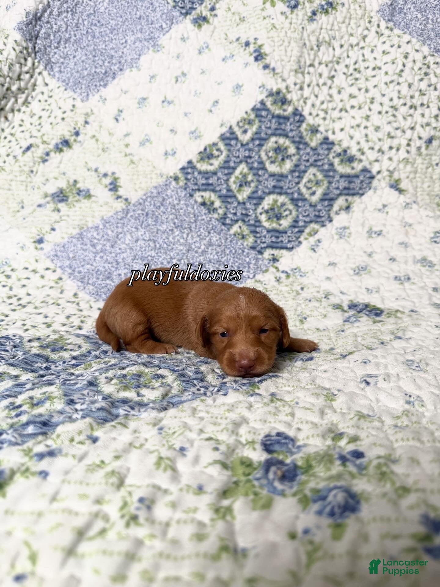 Dachshund dogs AKC Red Long Haired Female Dachshund DNA CLEAR - Ad 1