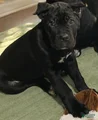 Cane Corso Puppy 7 Marty
