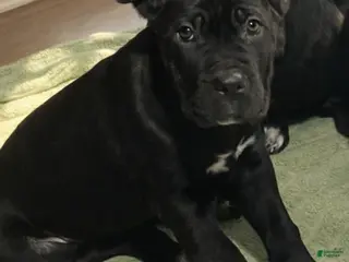 Cane Corso dogs Cane Corso Puppy 7 Marty - Ad 2