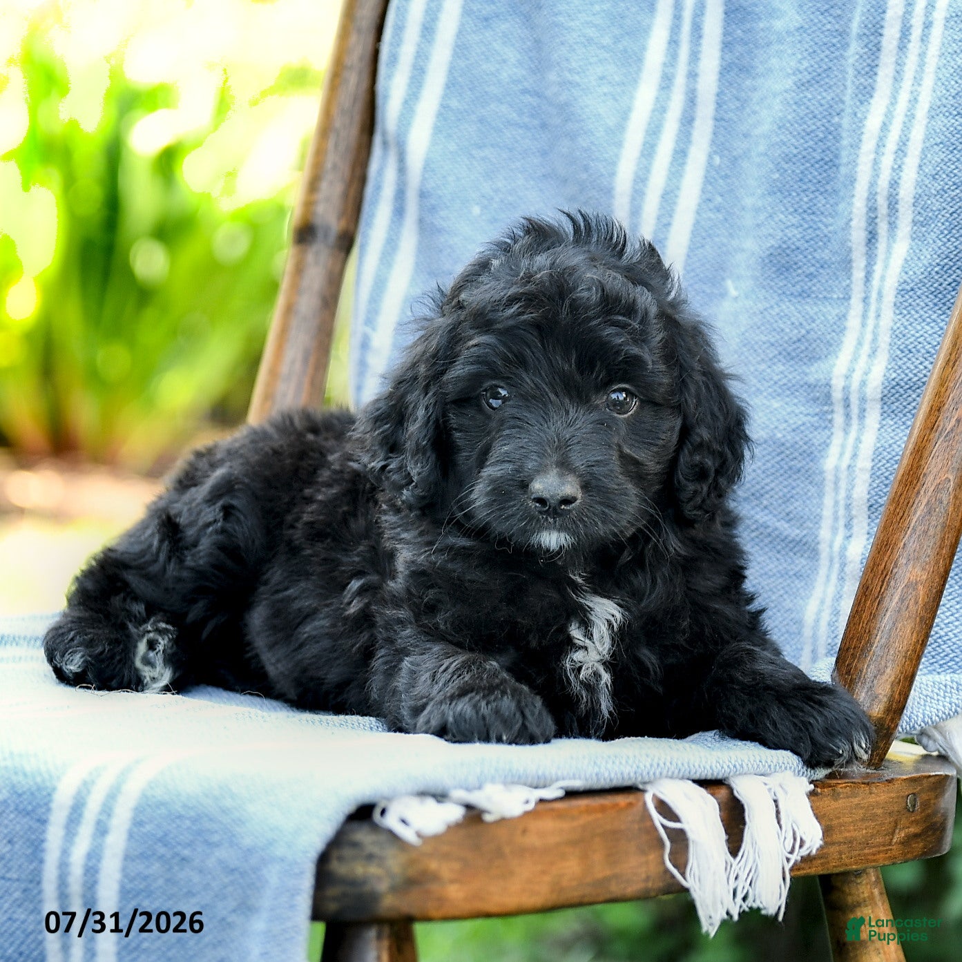 Mini Aussiedoodle dogs Archie - Ad 2