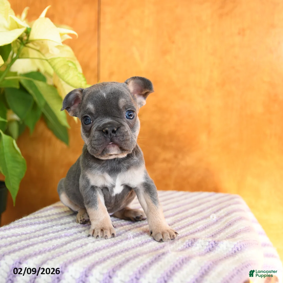 French Bulldog dogs for sale: Lenny - Ad 1