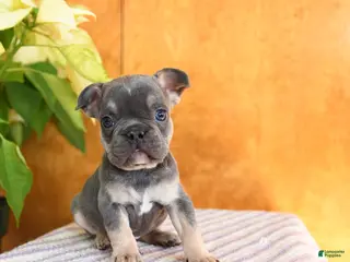 French Bulldog dogs Lenny - Ad 2