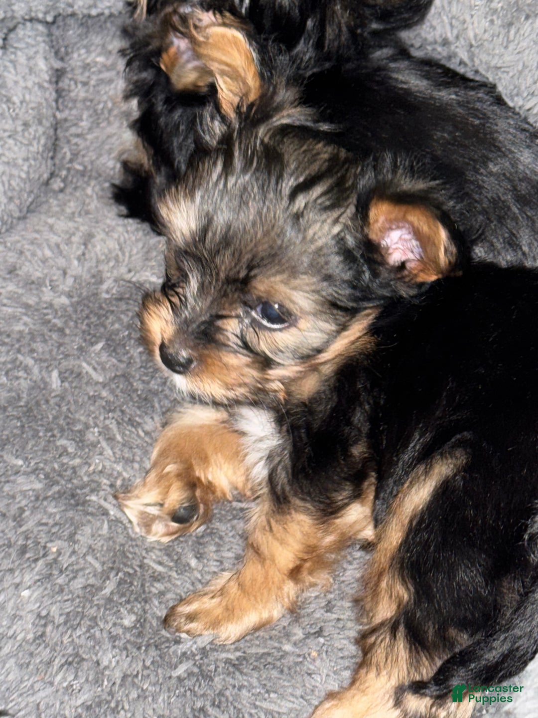 Yorkshire Terrier dogs for sale: Princess - Ad 2