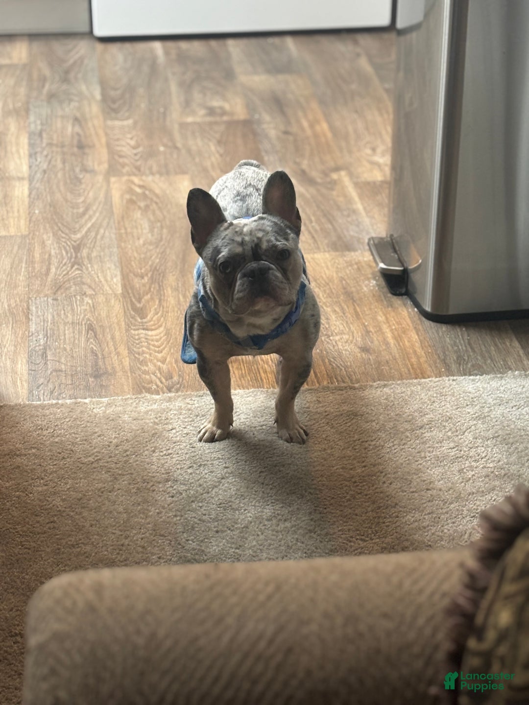 French Bulldog dogs for stud: Percy - Ad 2