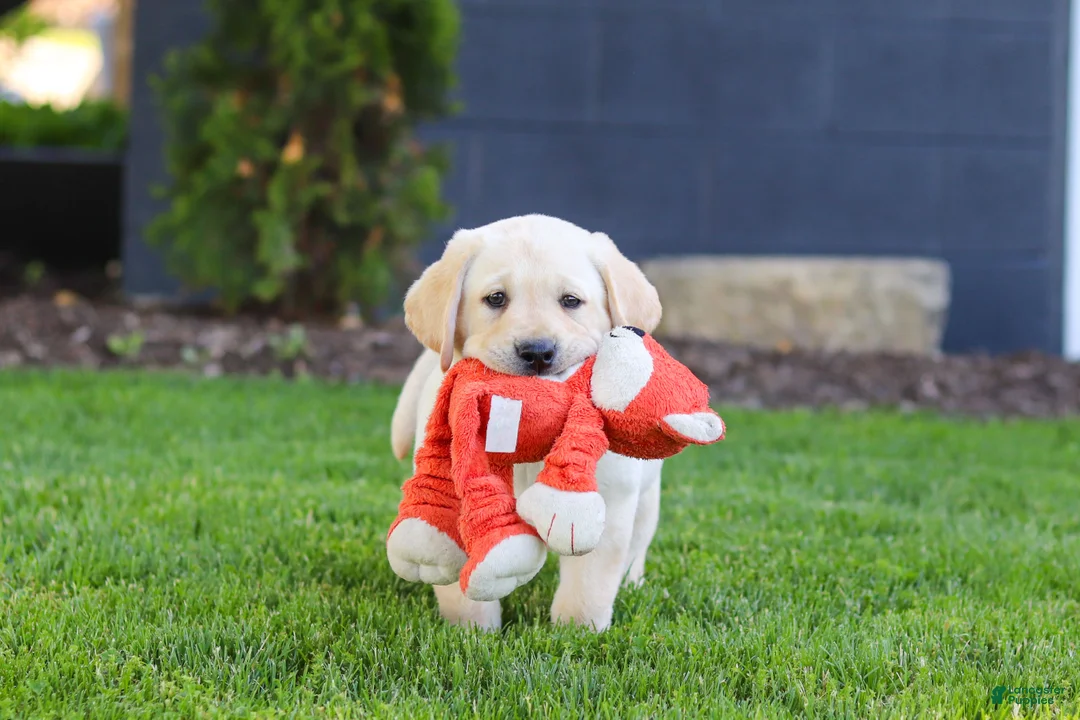 Labrador Retriever dogs for sale: Buster - Ad 2