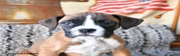 Boxer dogs for sale: Blossom - Ad 2