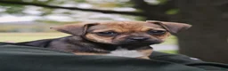 Jug dogs for sale: Boots - Ad 1