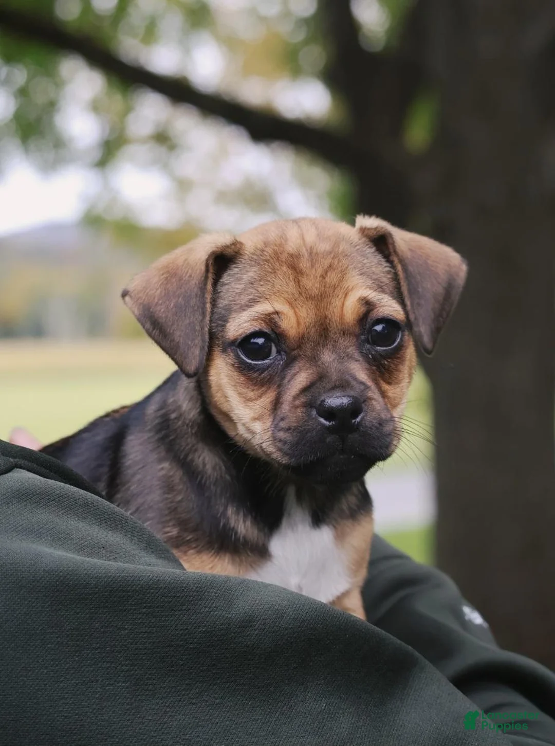 Jug dogs for sale: Boots - Ad 1