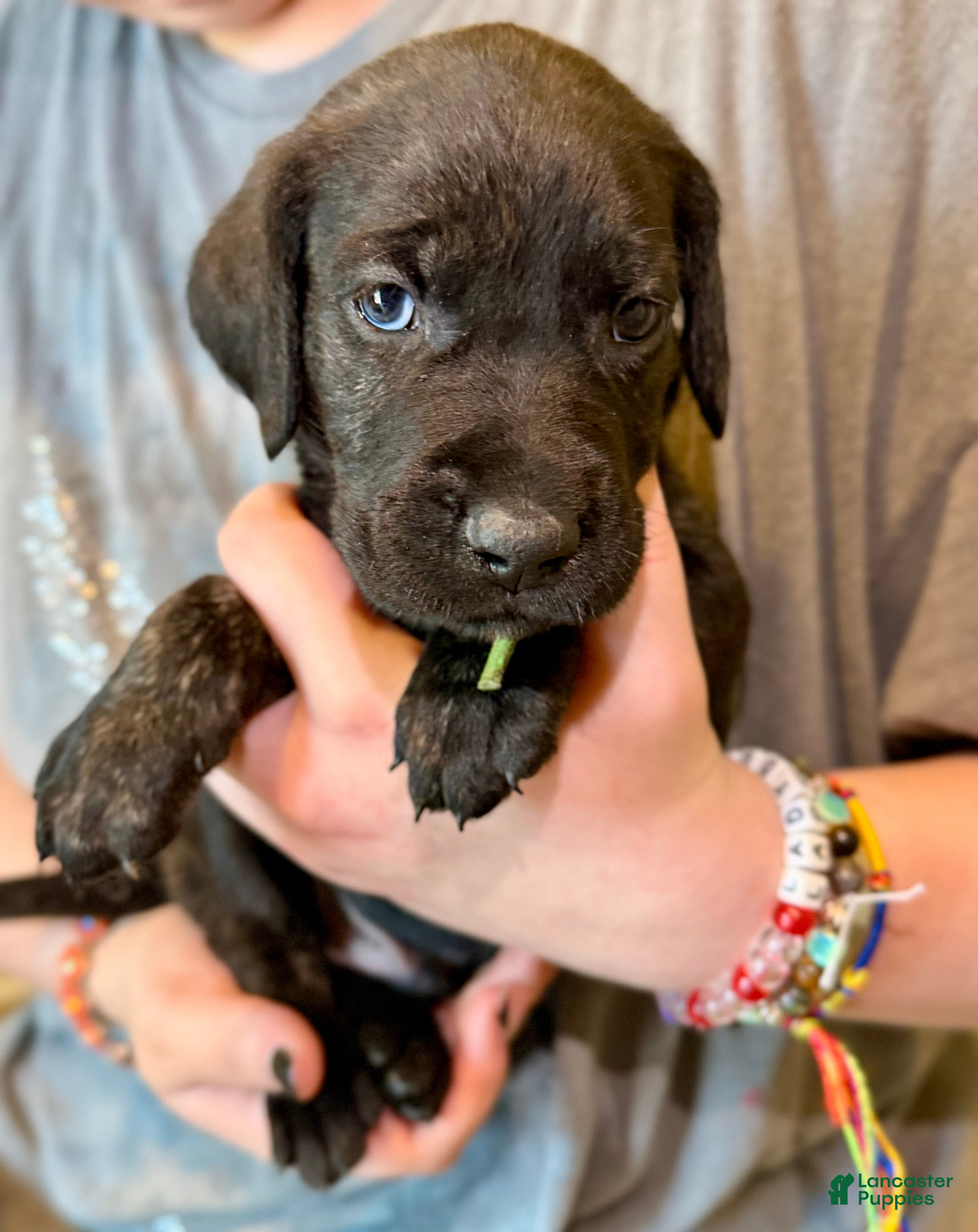 Mixed Breed dogs Dumpling - Ad 1