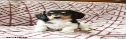 Miniature Dachshund dogs for sale: Daffodil - Ad 4