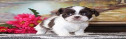 Shih Tzu dogs for sale: Leo - Ad 3