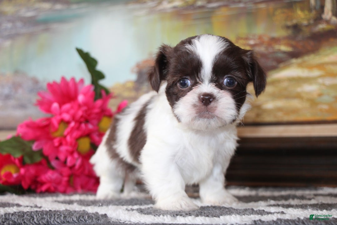 Shih Tzu dogs for sale: Leo - Ad 3