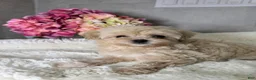 Maltipoo dogs for sale: Mars - Ad 5