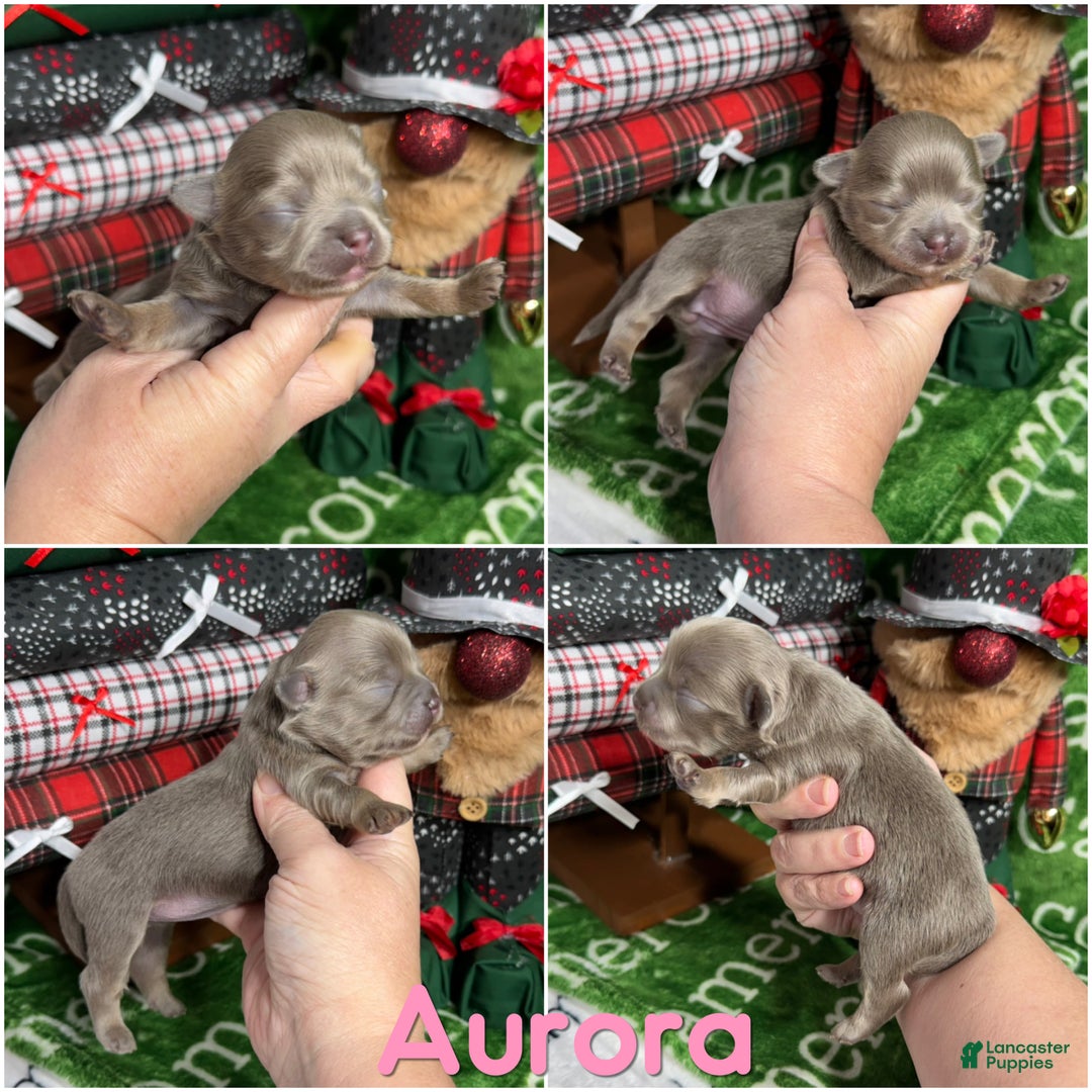 Chihuahua dogs for sale: Aurora Long Coat Lavender  - Ad 2