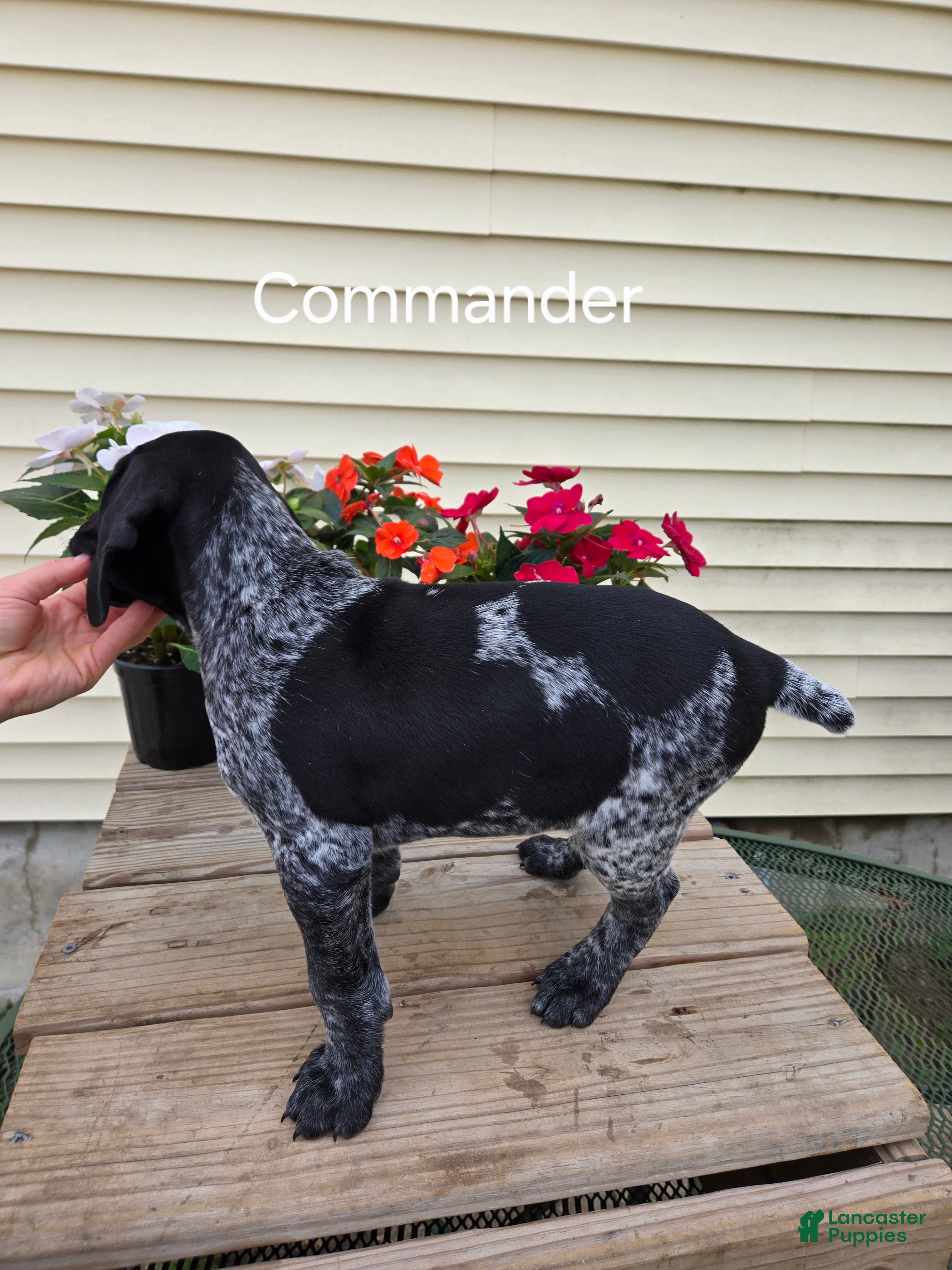 German Shorthaired Pointer dogs Commander  - Ad 2