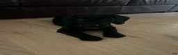 Mixed Breed dogs for sale: Kiara - Ad 4