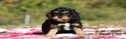 Cavapoo dogs for sale: Dax - Ad 3
