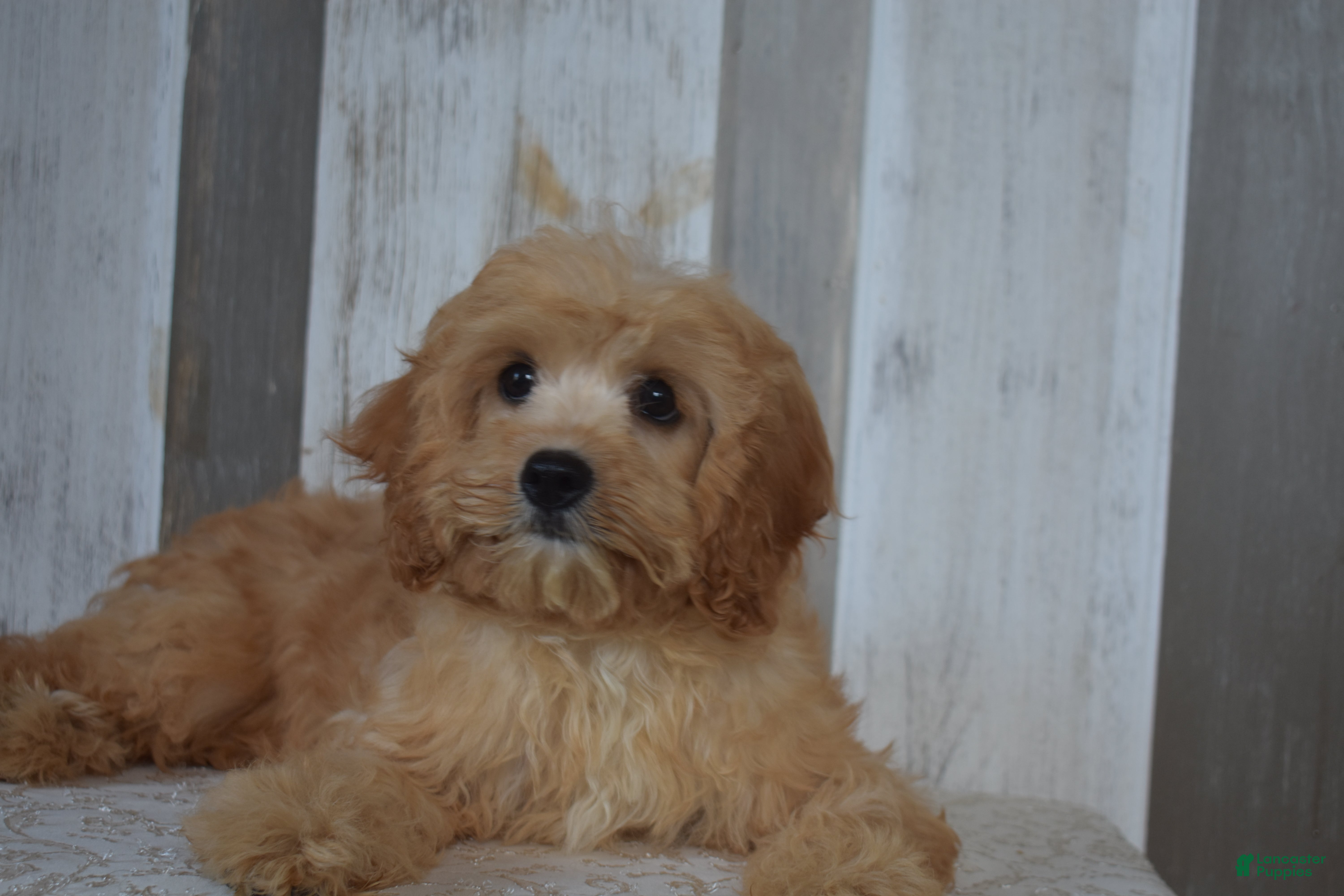 Cavapoo dogs Melody - Ad 2