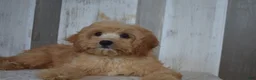Cavapoo dogs for sale: Melody - Ad 2