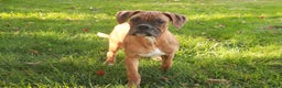 Boxer dogs for sale: Jerome - Ad 2