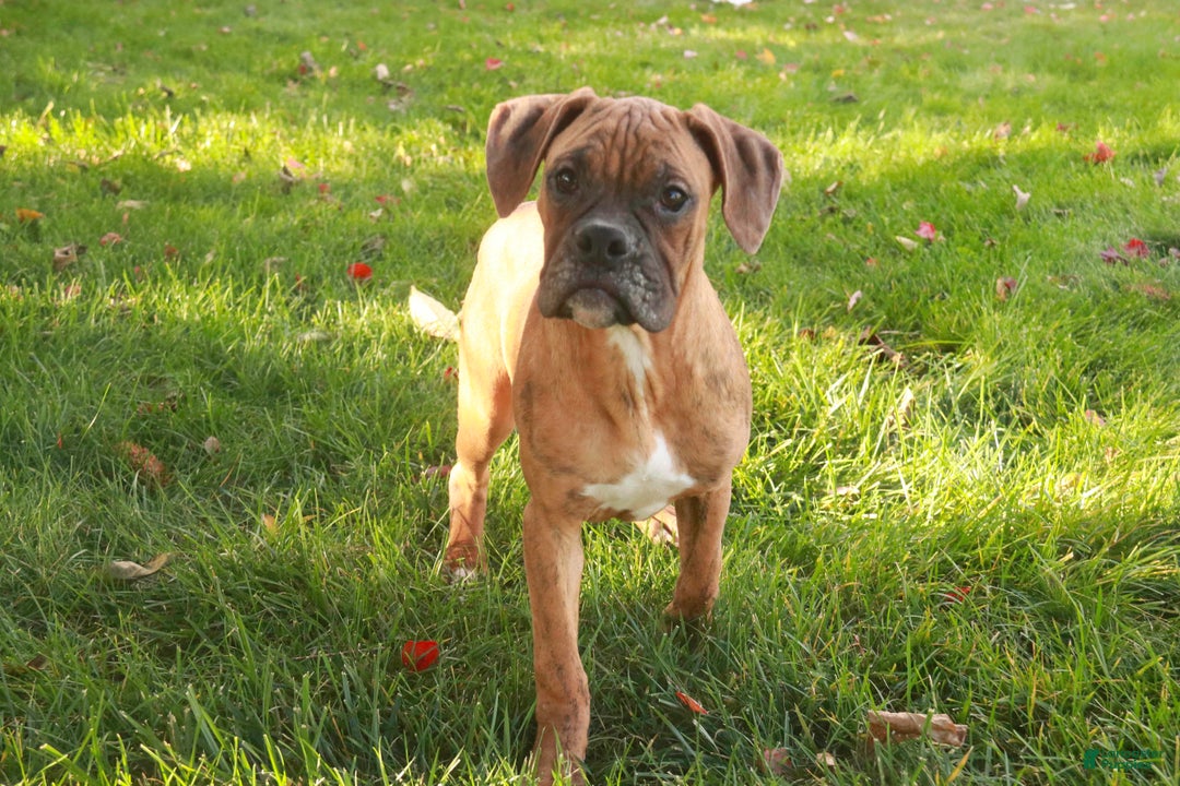 Boxer dogs for sale: Jerome - Ad 2