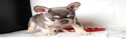 French Bulldog dogs for sale: Tessa - Ad 2