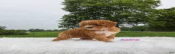 Cavapoo dogs for sale: Astra - Ad 3