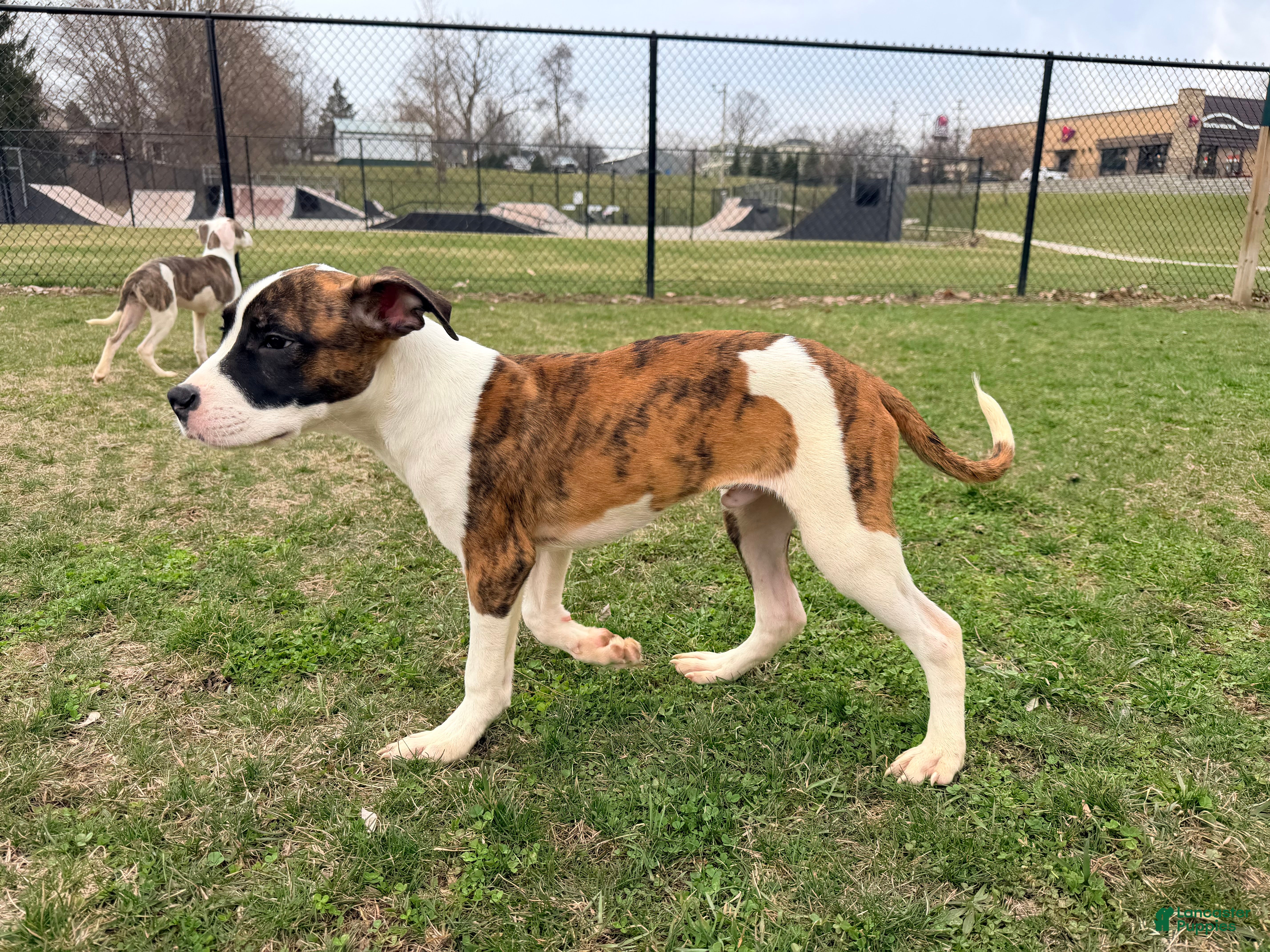 Mixed Breed dogs Bowser - Ad 2