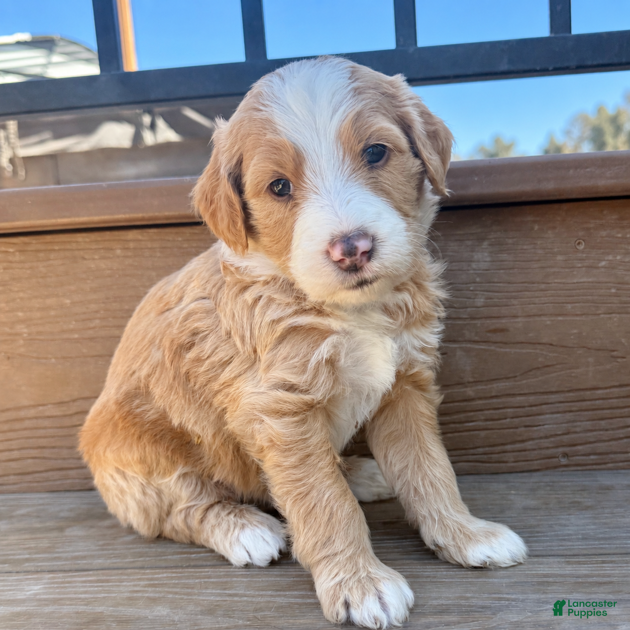 Bernedoodle dogs Zero - Ad 1