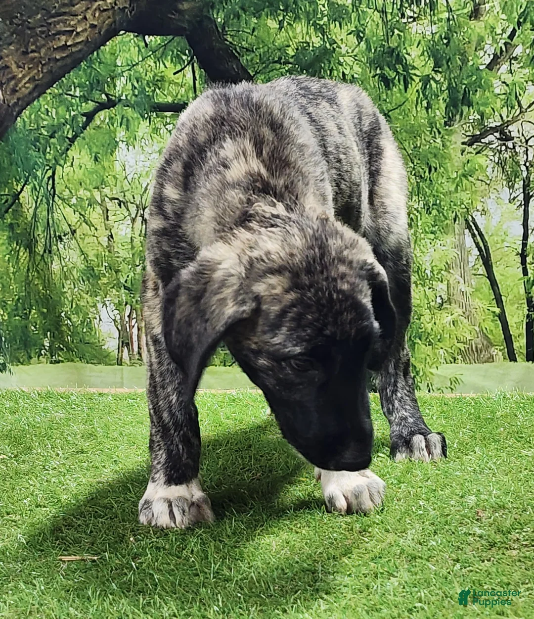 Anatolian Shepherd dogs for sale: Dusty 2026 Female 1 - Ad 1