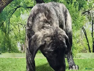 Anatolian Shepherd dogs Dusty 2026 Female 1 - Ad 5