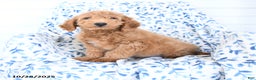 Mini Goldendoodle dogs for sale: Hickory - Ad 2